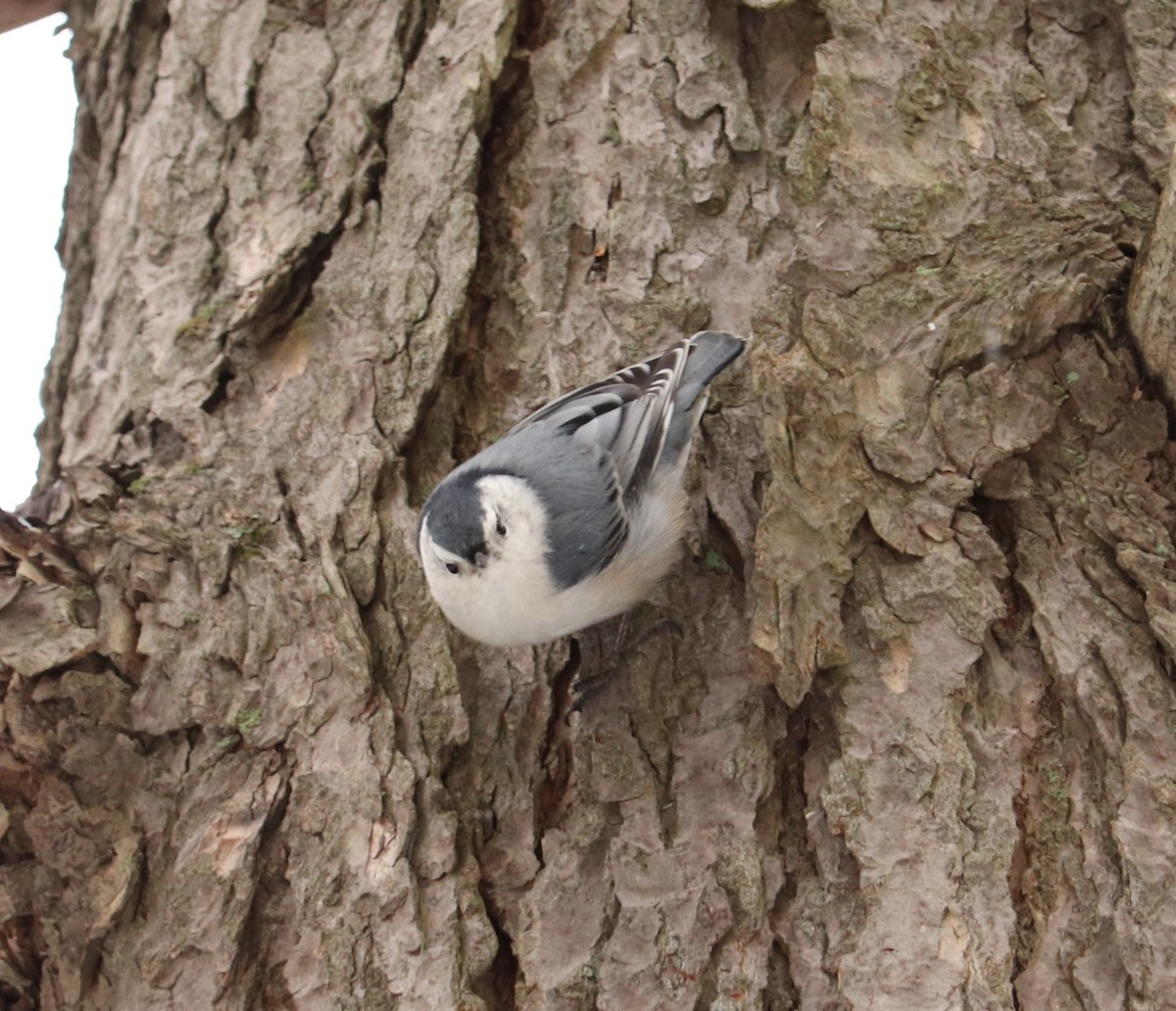 White-breasted Nuthatch - ML427731041