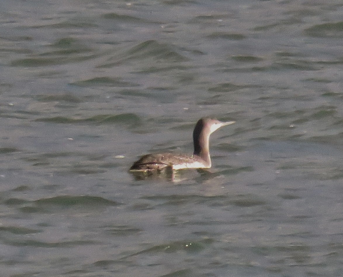 Red-throated Loon - ML42773111