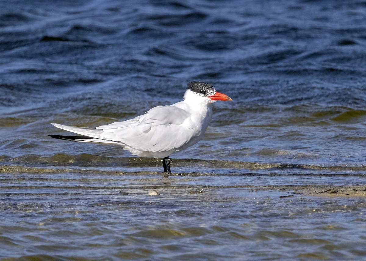 裏海燕鷗 - ML427731911