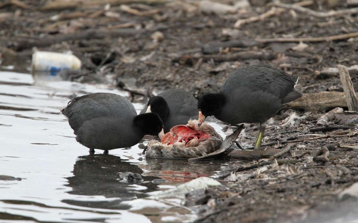 American Coot (Red-shielded) - ML42773231