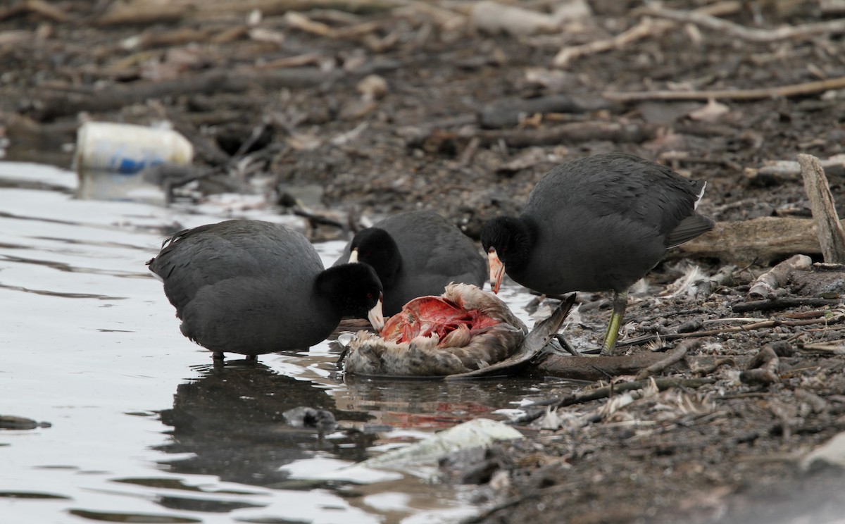 American Coot (Red-shielded) - ML42773241