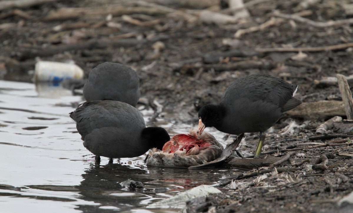 American Coot (Red-shielded) - ML42773251