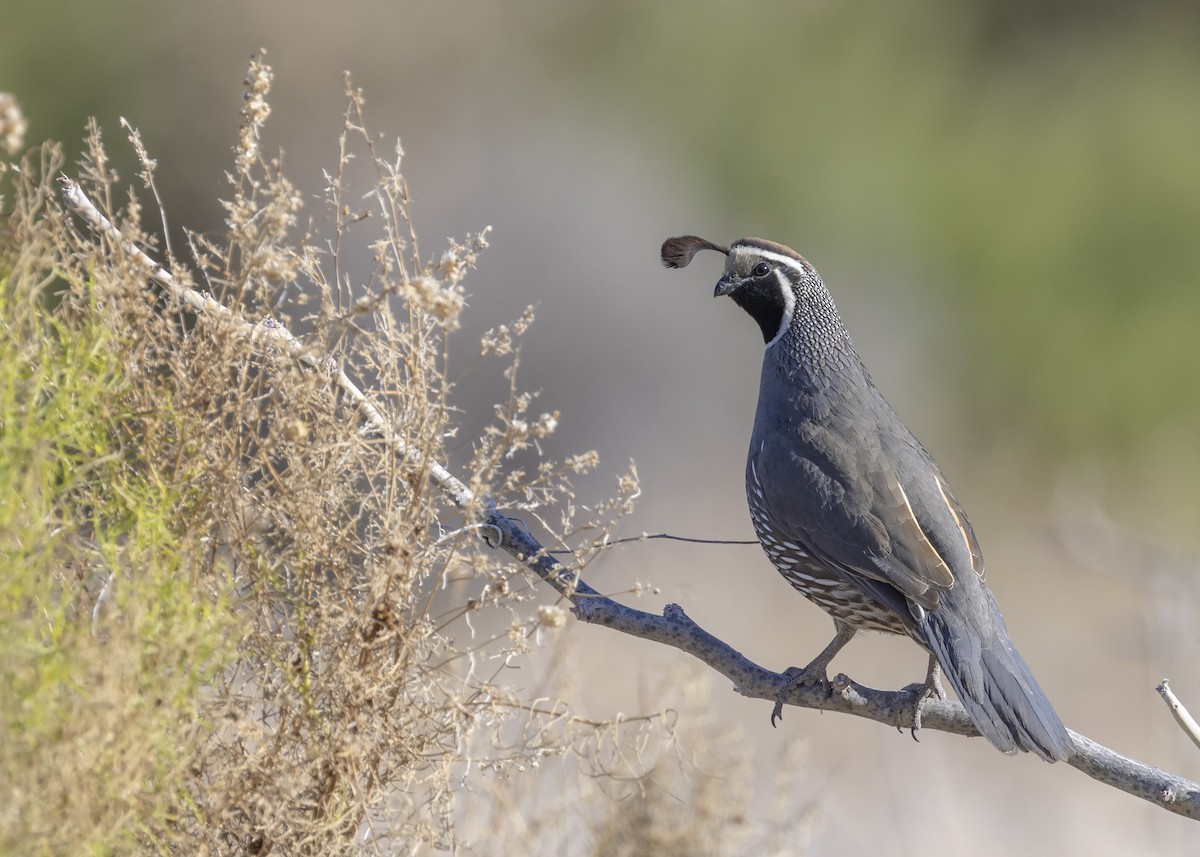 California Quail - Bob Martinka