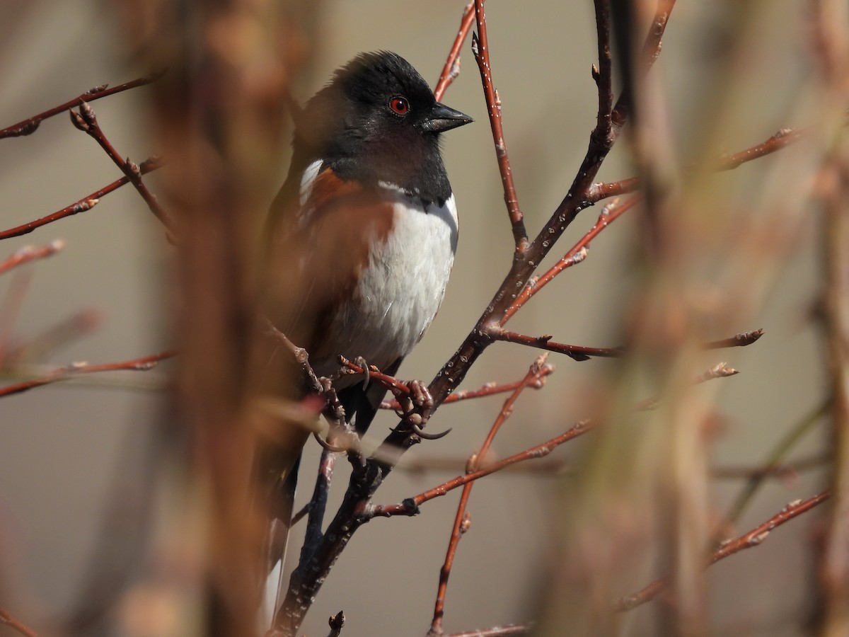 Spotted Towhee - ML427733611