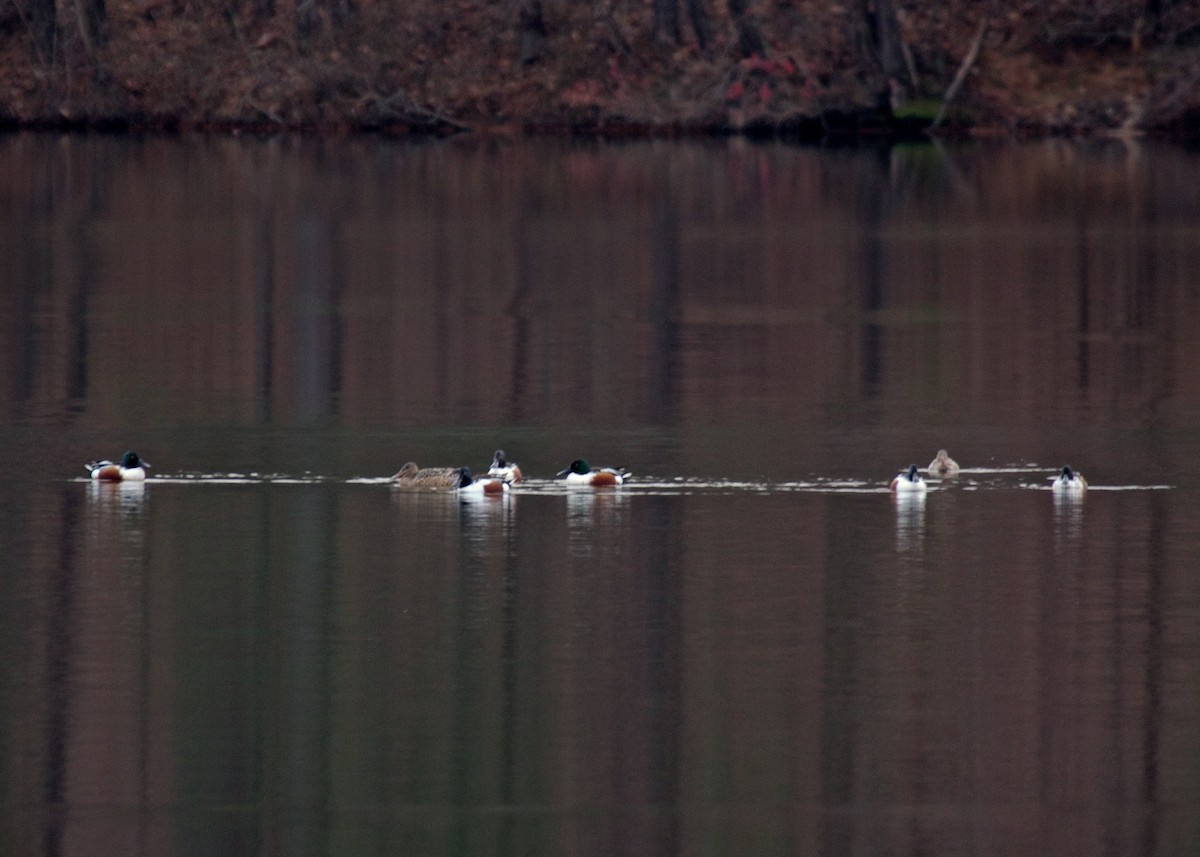 Northern Shoveler - ML42773541