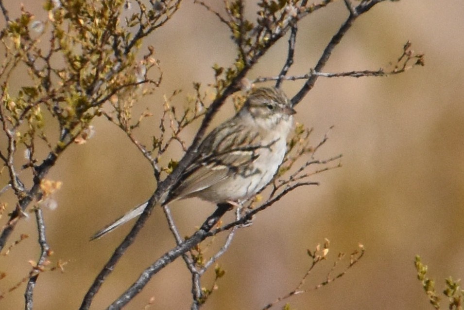 Brewer's Sparrow - ML427735591