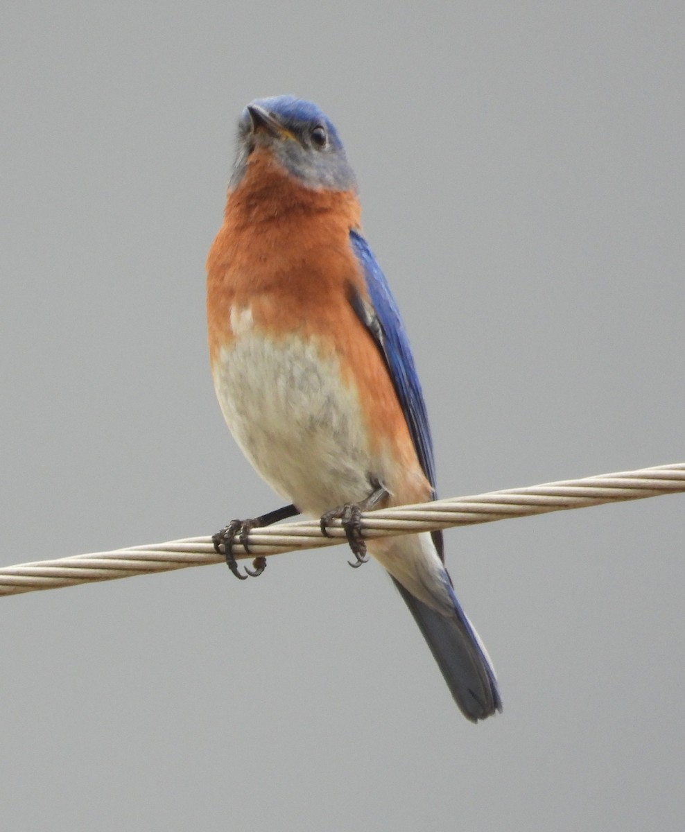 Eastern Bluebird - ML427735641