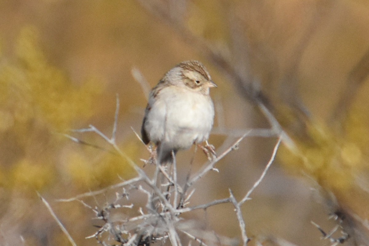 Brewer's Sparrow - Vanessa Montgomery