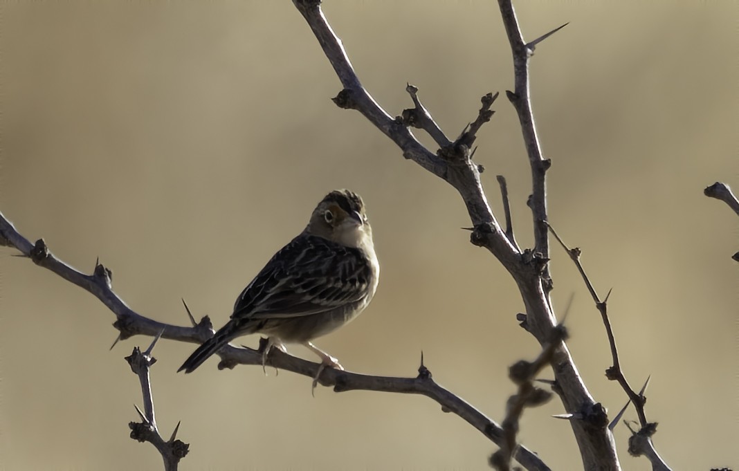 Grasshopper Sparrow - Phil Bartley