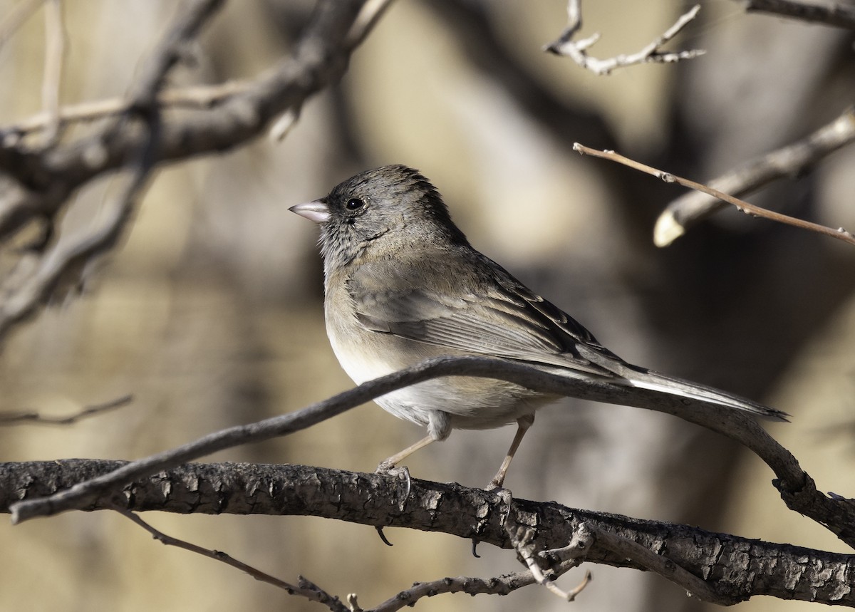 Dark-eyed Junco - Phil Bartley