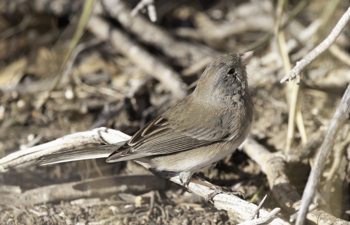 Dark-eyed Junco - Phil Bartley