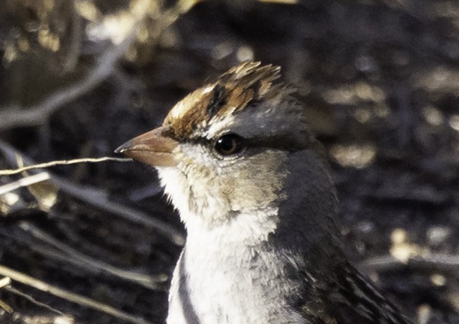 White-crowned Sparrow (Dark-lored) - Phil Bartley