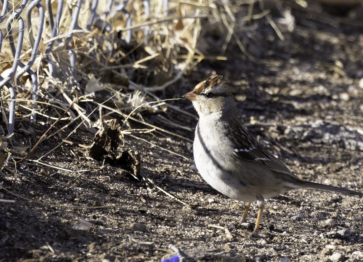 White-crowned Sparrow (Dark-lored) - Phil Bartley