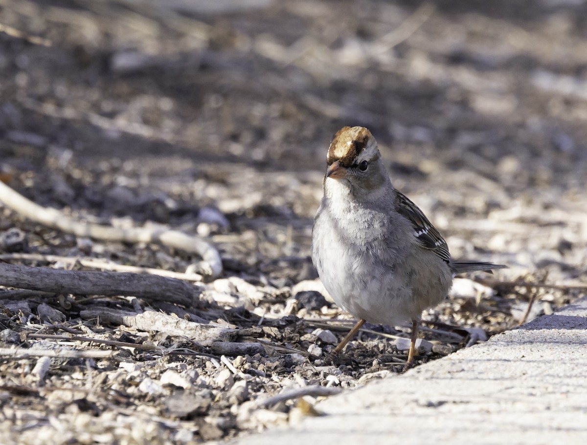 White-crowned Sparrow (Dark-lored) - Phil Bartley