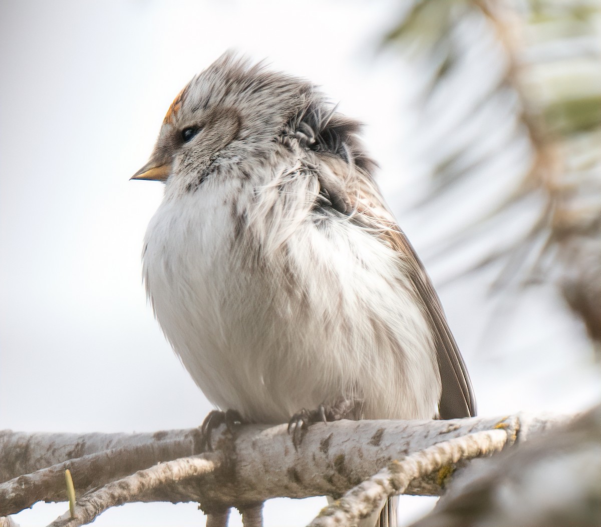 Hoary Redpoll - ML427737461