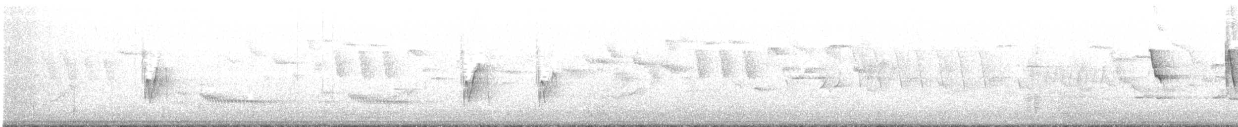 Широкохвістка середземноморська - ML427737751