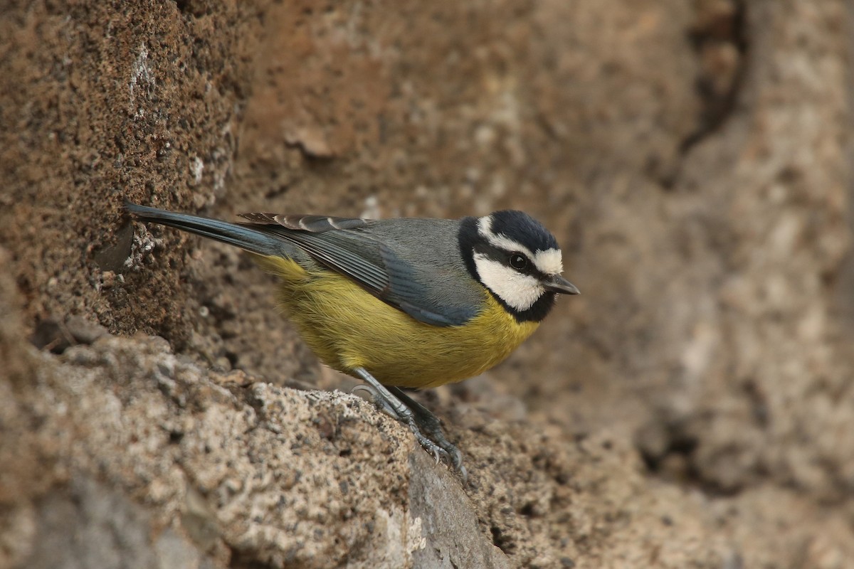 African Blue Tit - Paul Chapman