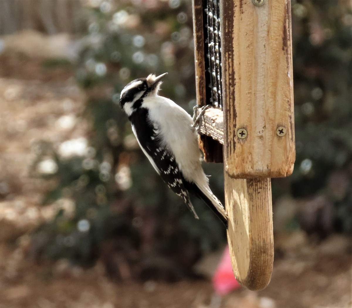 Downy Woodpecker - Sandy Beranich