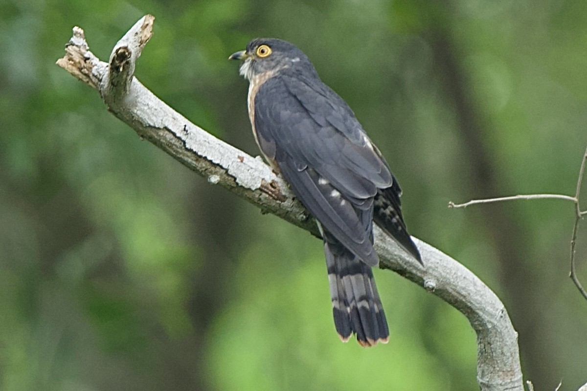 Hodgson's Hawk-Cuckoo - ML427738261