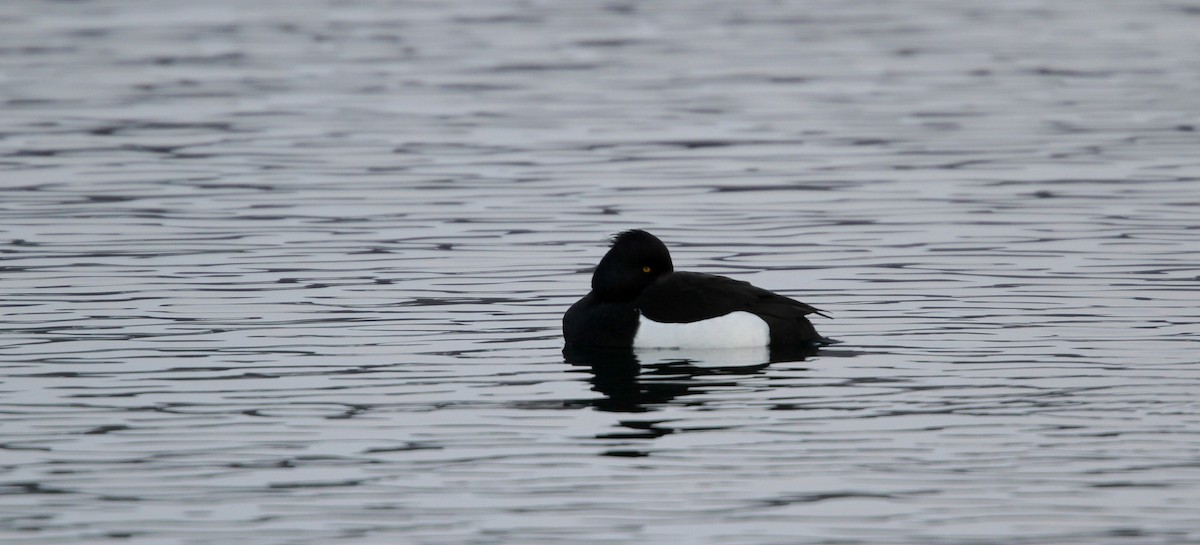 Tufted Duck - ML42773871