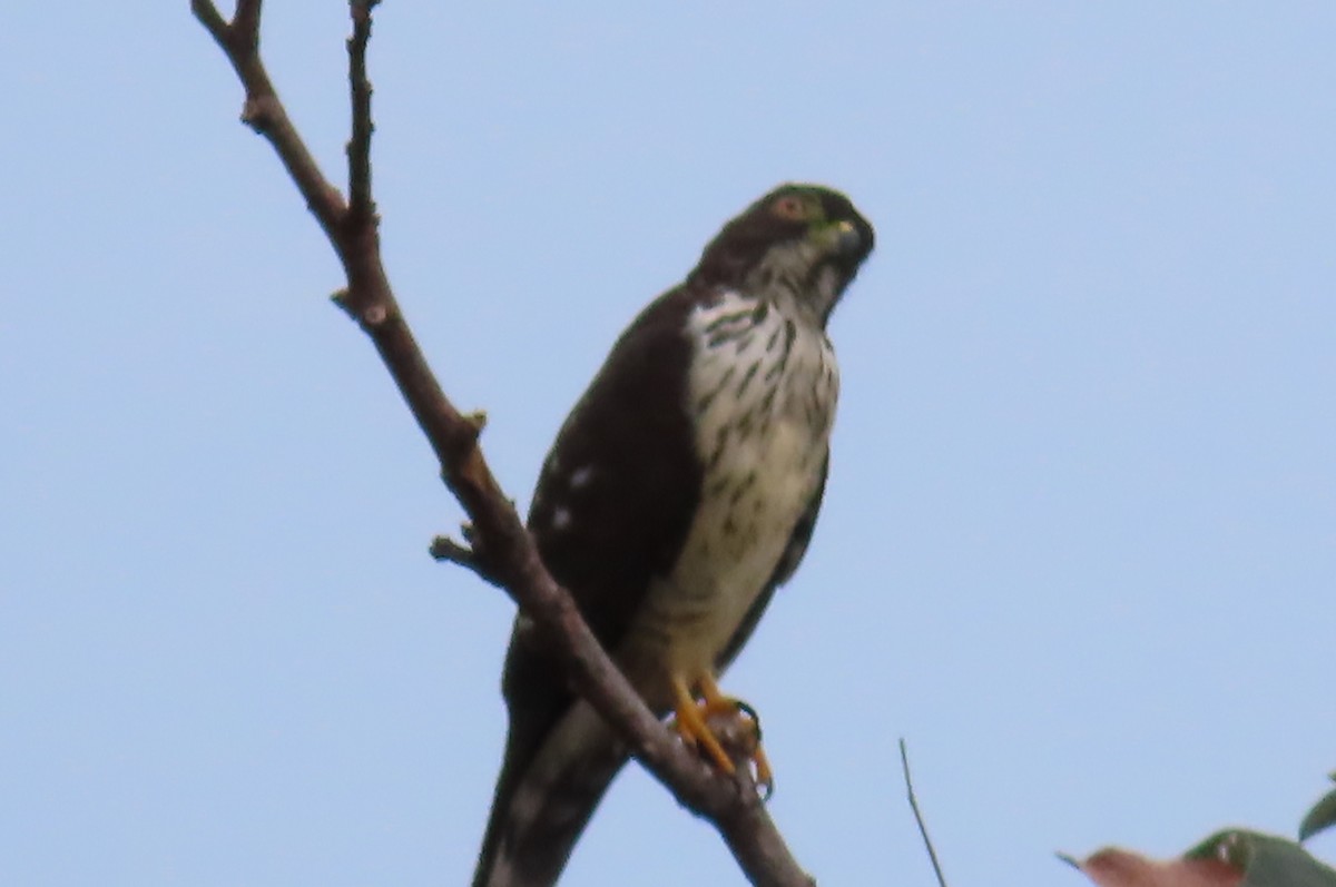 Double-toothed Kite - ML427738751