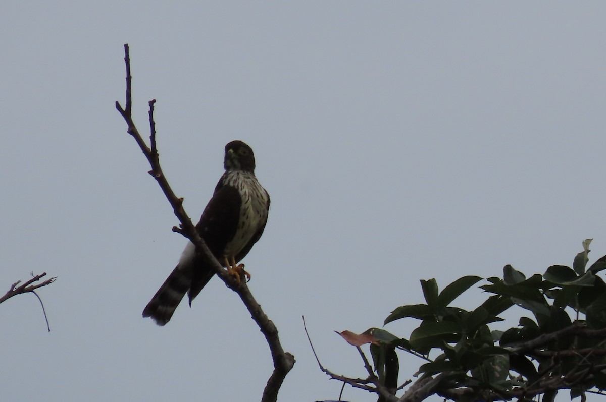 Double-toothed Kite - ML427738781