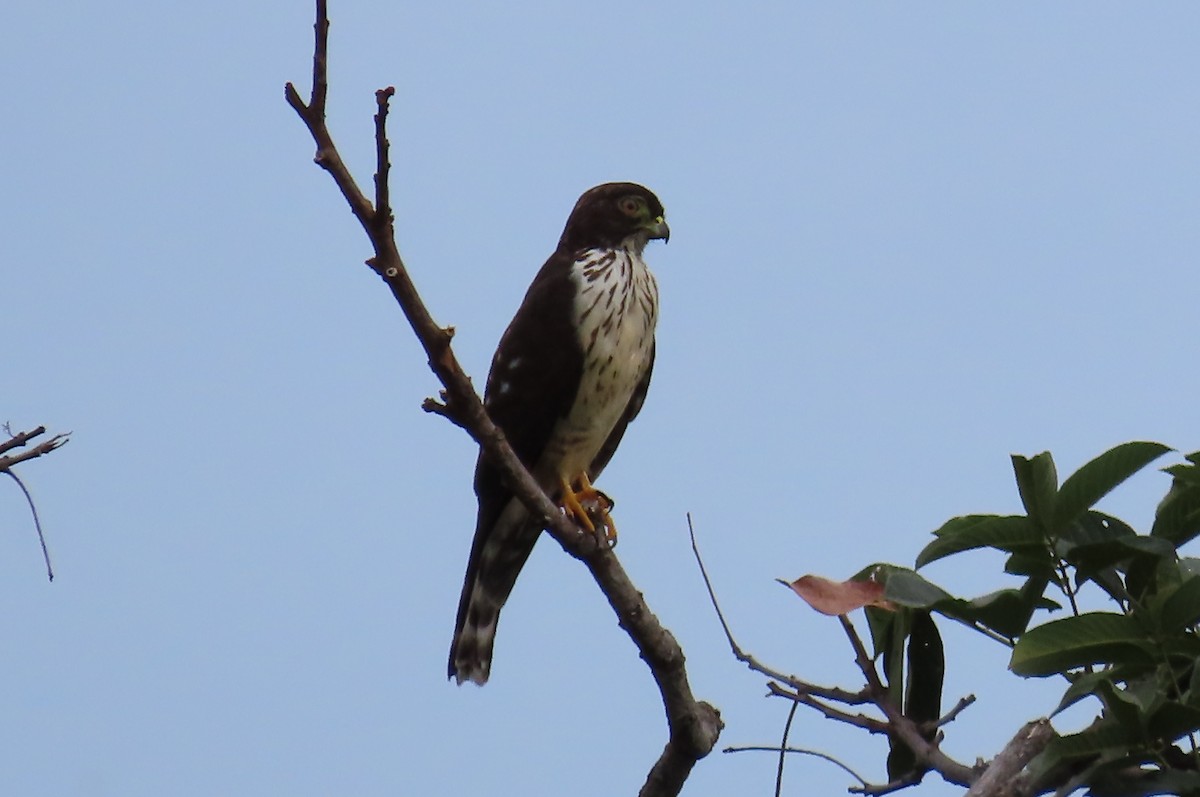 Double-toothed Kite - ML427738801