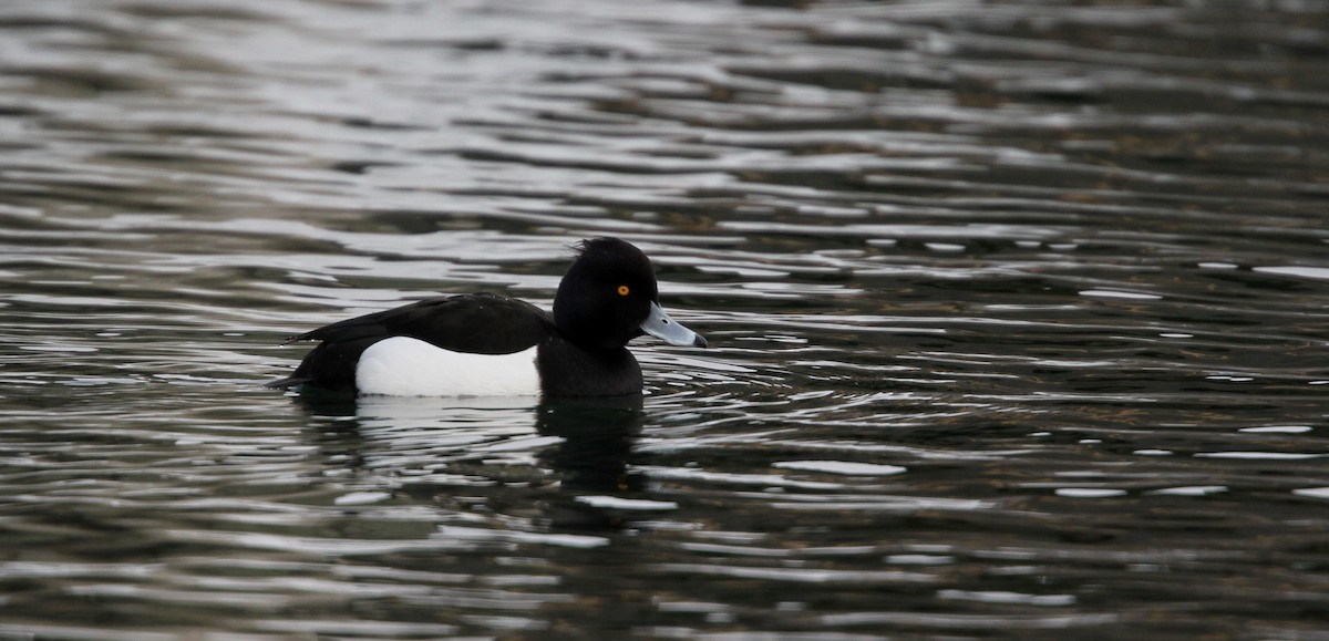 Tufted Duck - ML42773891