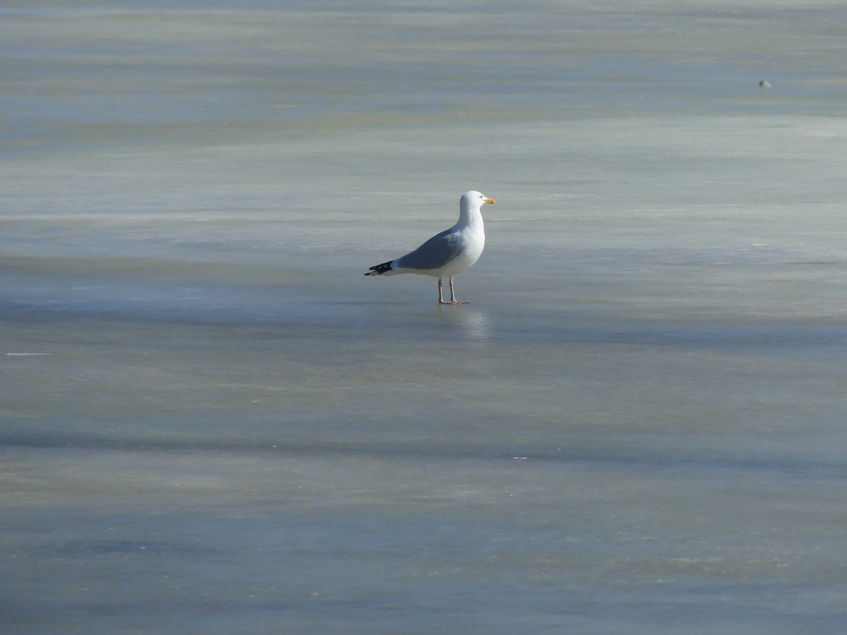 Herring Gull - ML427739411