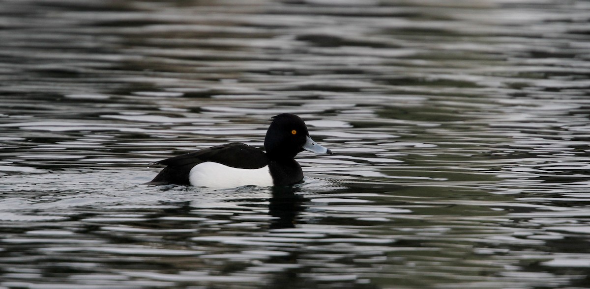 Tufted Duck - ML42773981