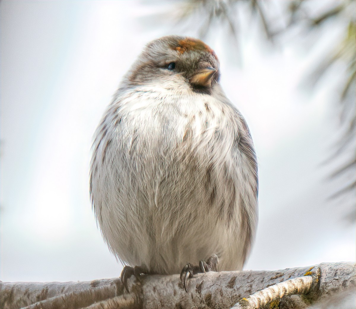 Hoary Redpoll - ML427739821