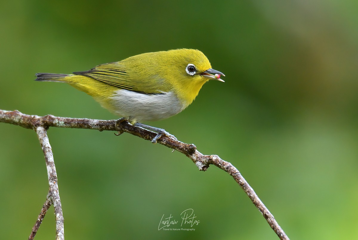 Warbling White-eye - Allan Barredo