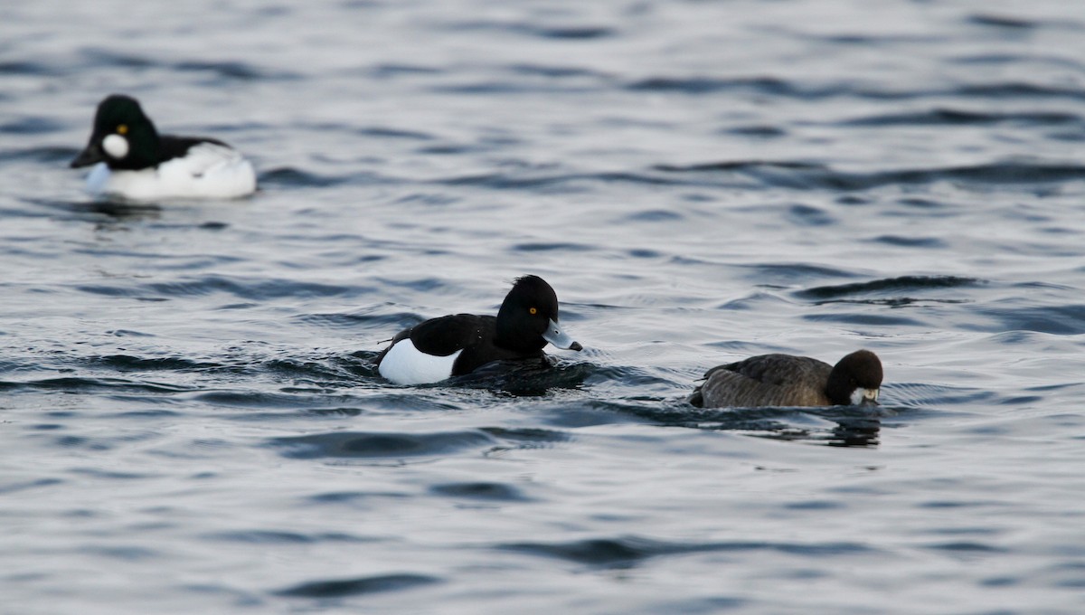 Tufted Duck - ML42774071