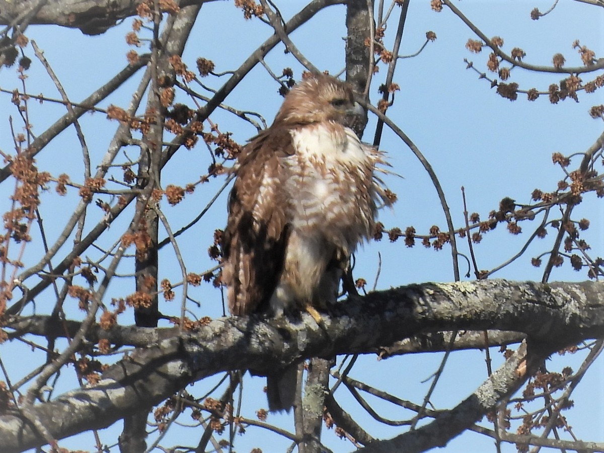 Red-tailed Hawk - ML427740821