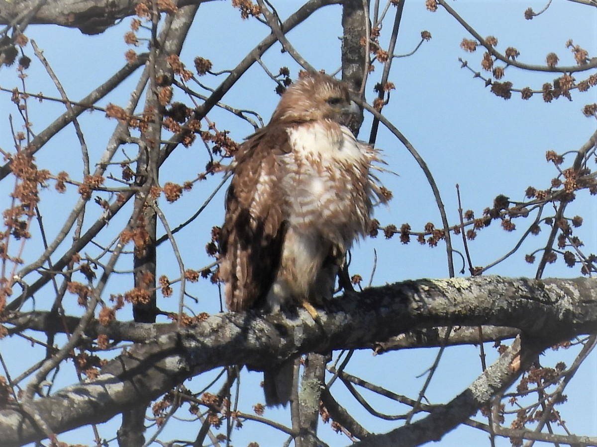 Rotschwanzbussard - ML427740821