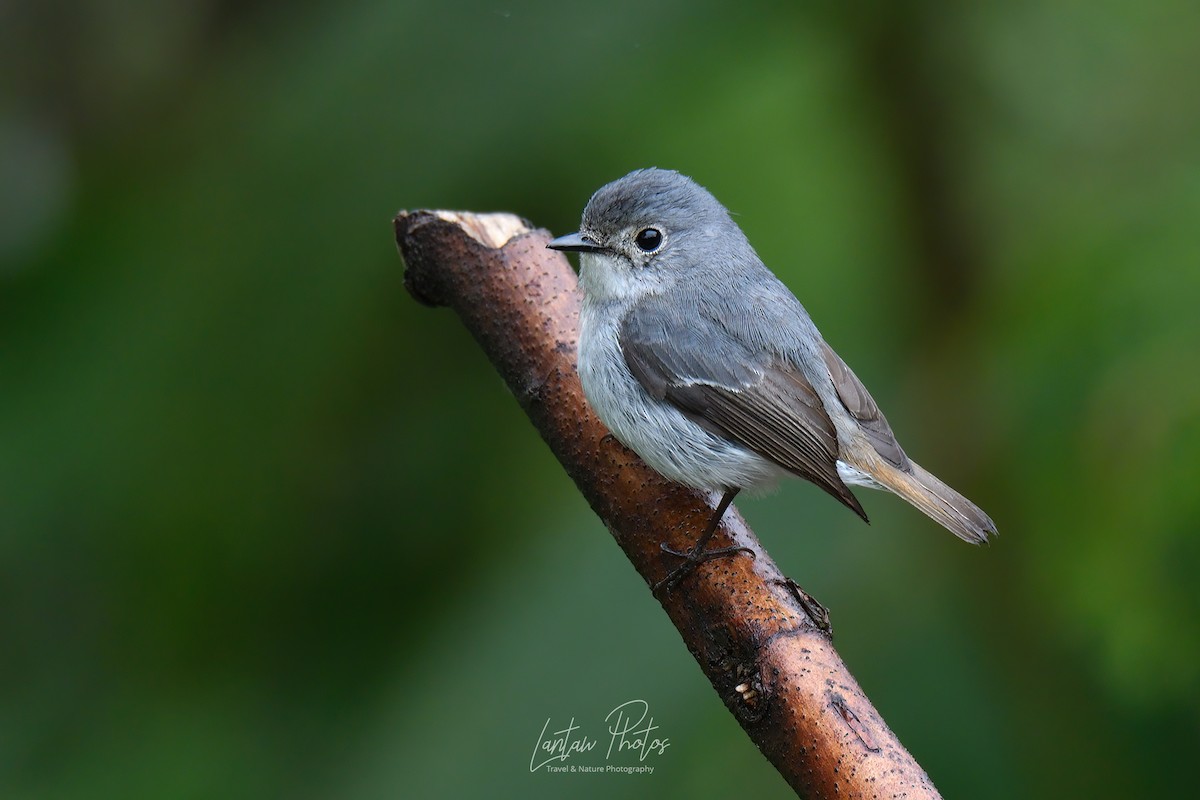 Little Pied Flycatcher - Allan Barredo