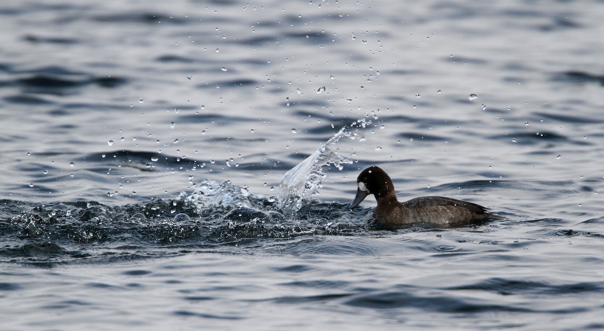 Greater Scaup - ML42774181