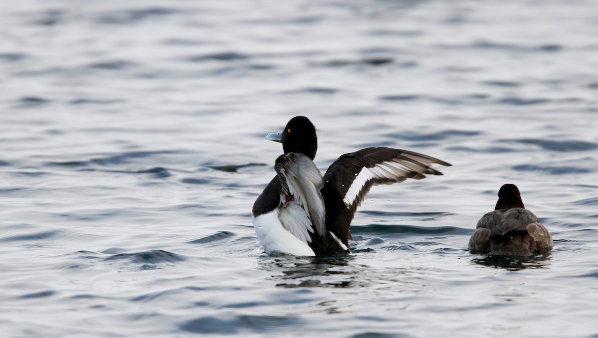 Tufted Duck - ML42774221