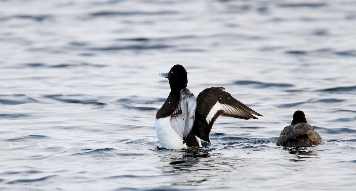 Tufted Duck - ML42774281