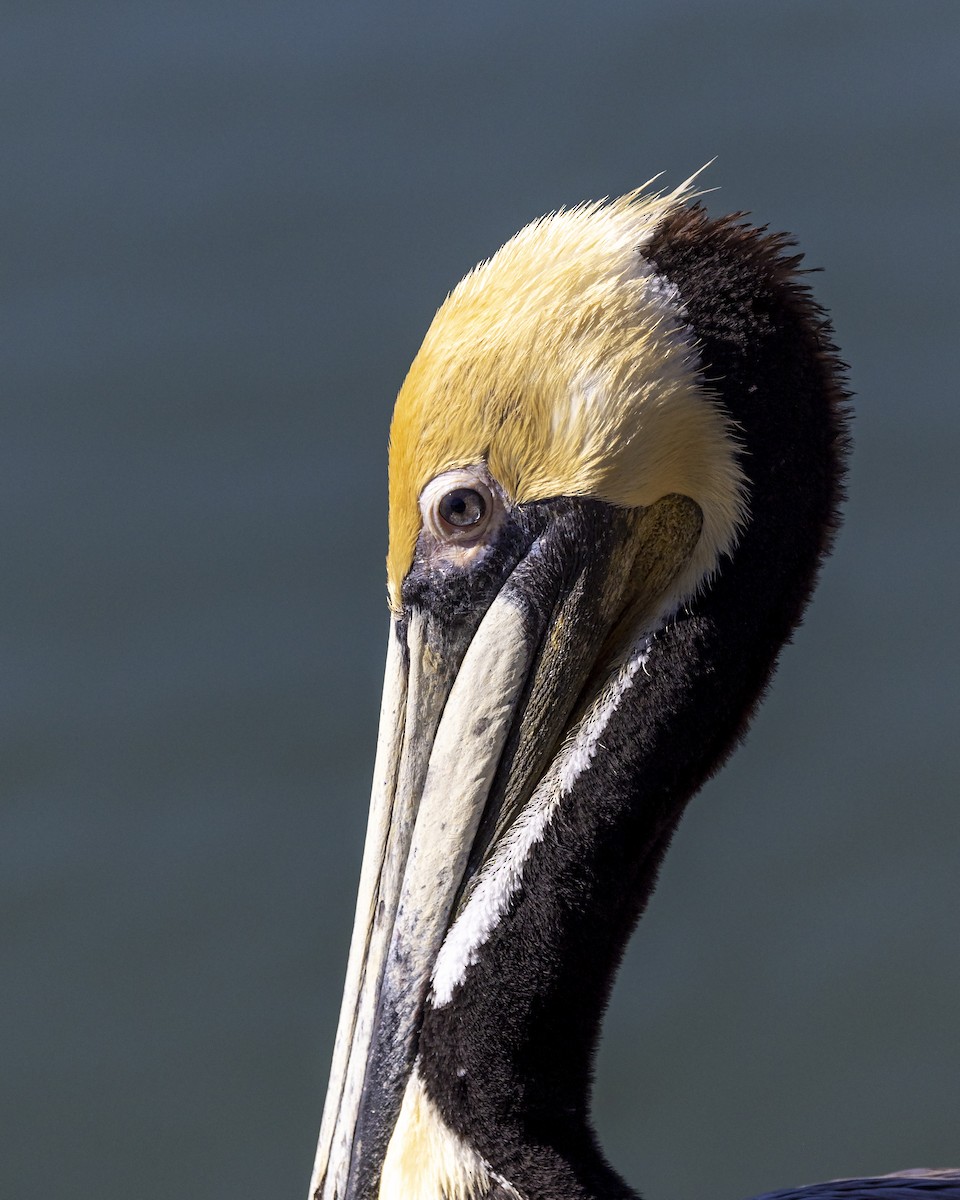 Brown Pelican - ML427743921