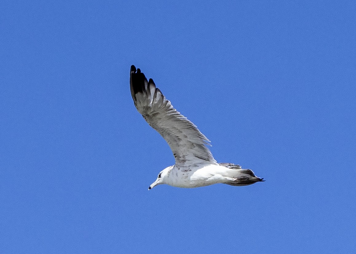 Western Gull - Bob Martinka