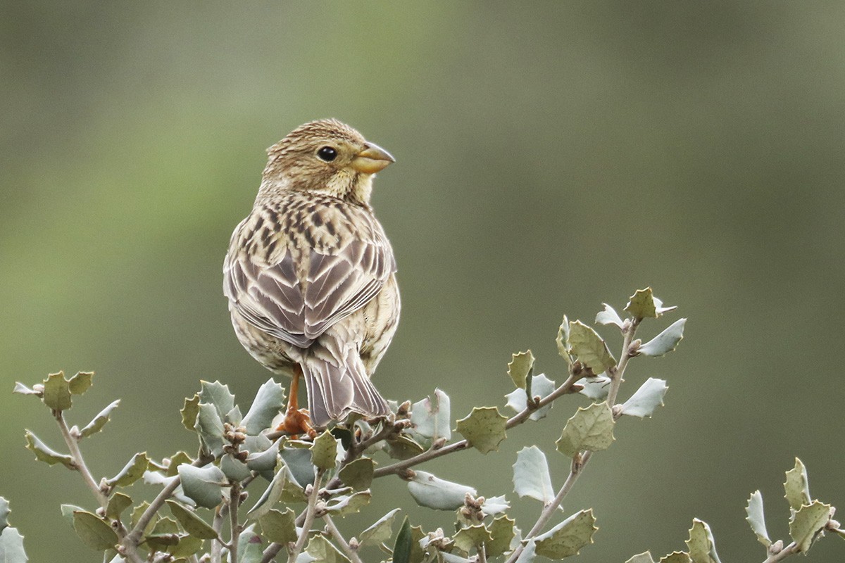 Corn Bunting - Francisco Barroqueiro