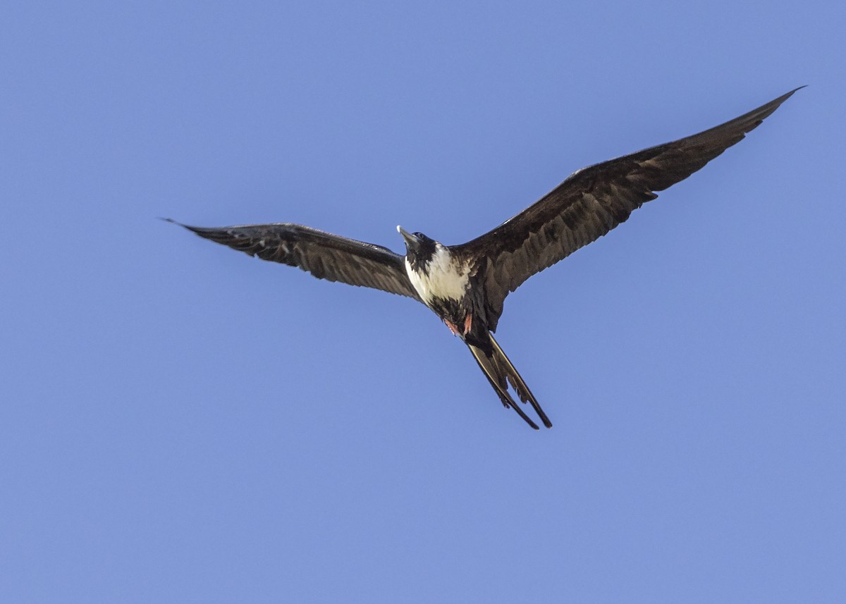 Magnificent Frigatebird - ML427744711