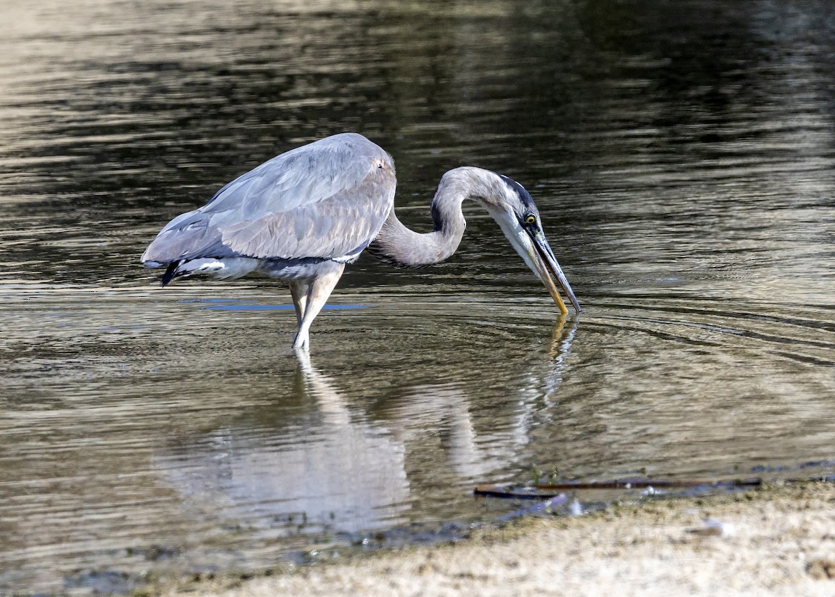 Great Blue Heron - ML427744851