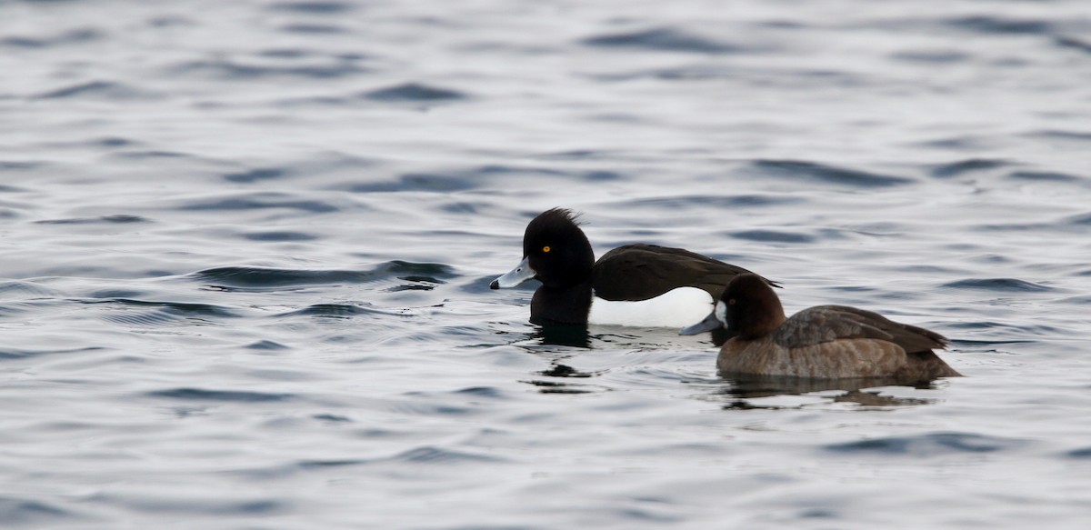 Tufted Duck - ML42774561