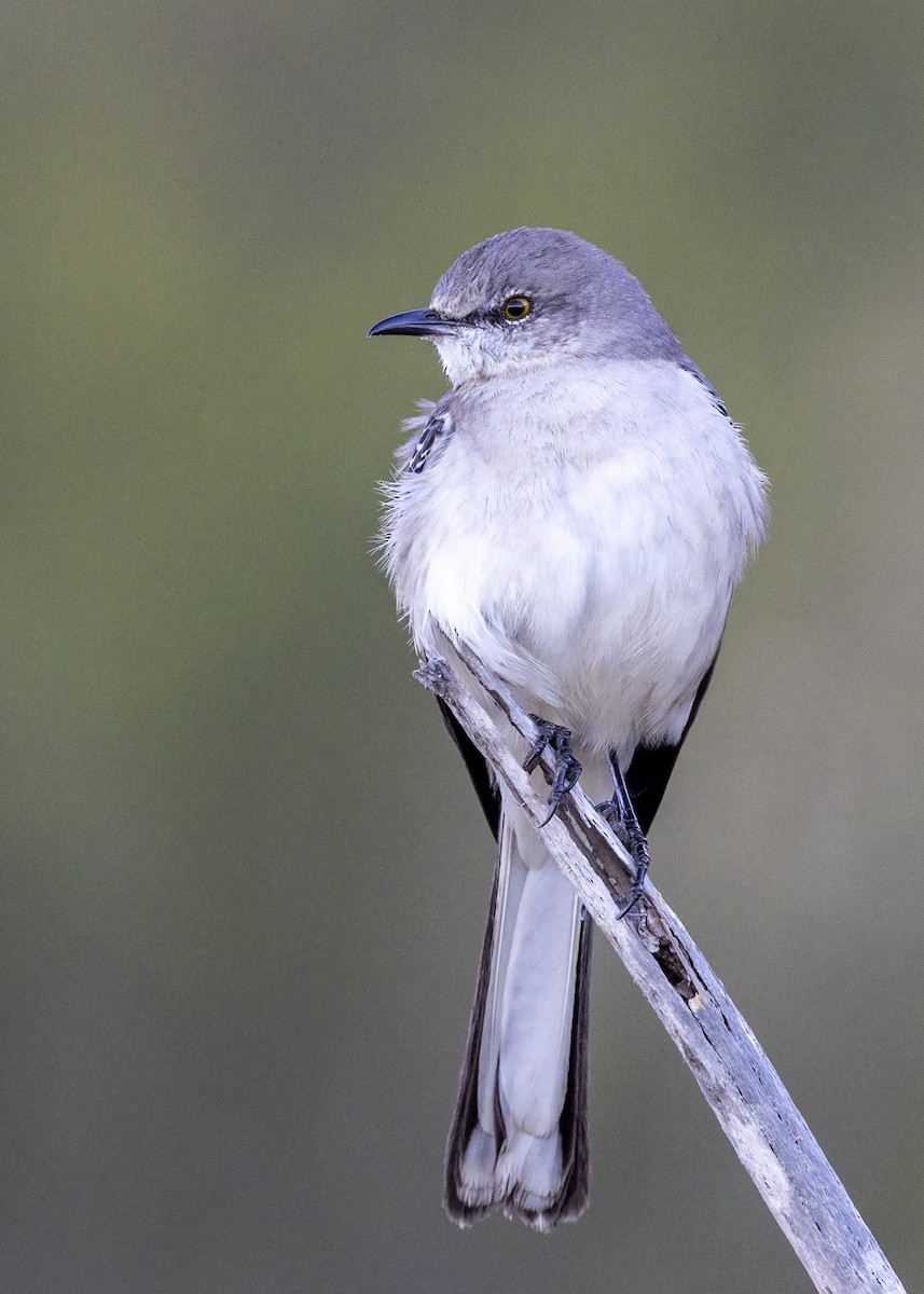 Northern Mockingbird - ML427745771