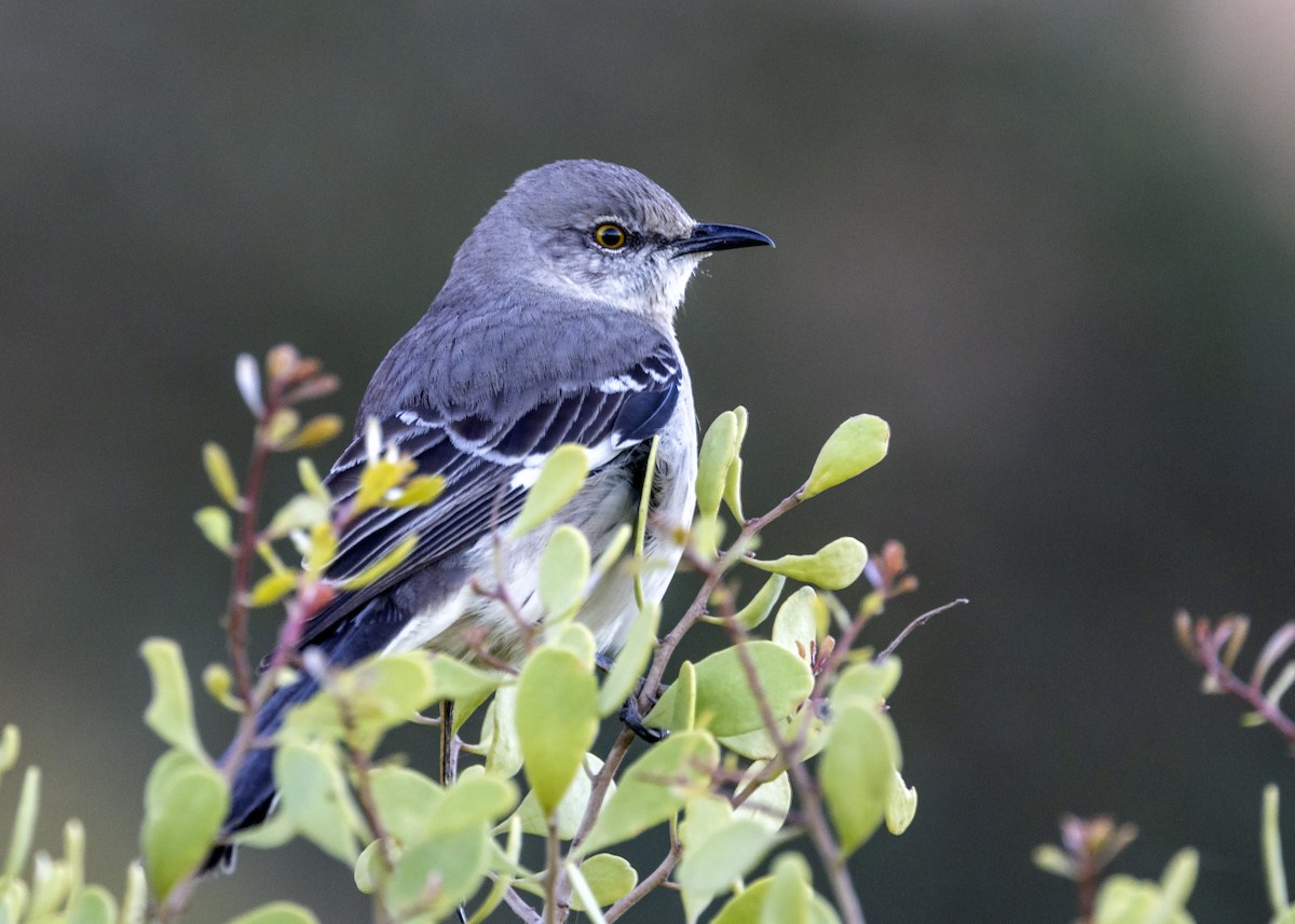 Northern Mockingbird - ML427745881