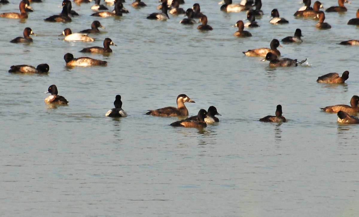 Surf Scoter - ML42774641