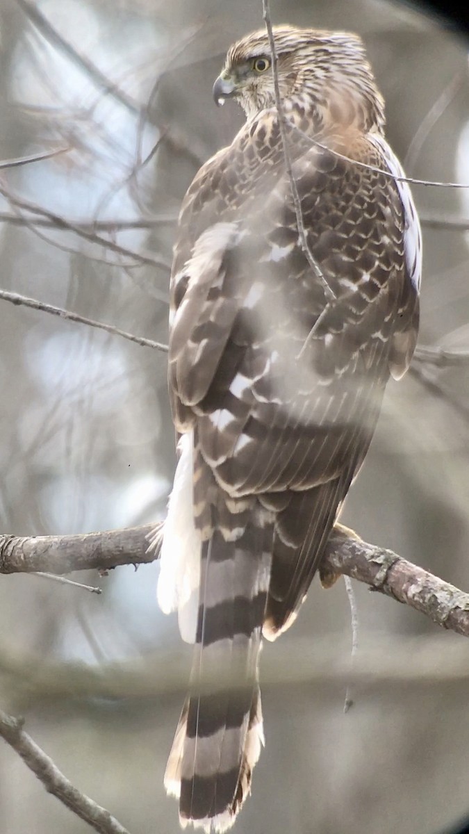 Cooper's Hawk - ML427747731