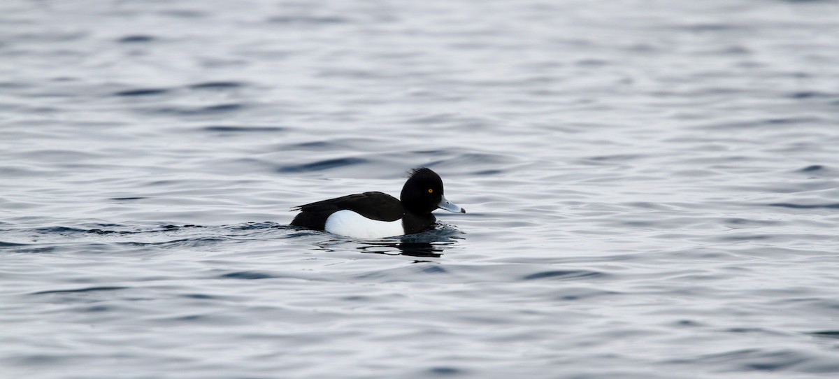 Tufted Duck - ML42774851